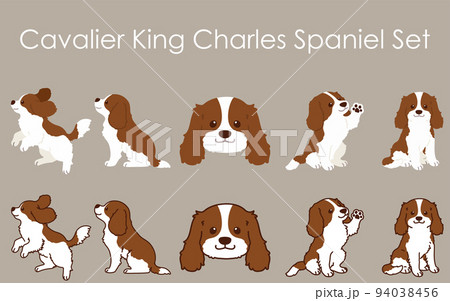 シンプルで可愛いキャバリア・キング・チャールズ・スパニエルのイラストセット　主線あり・なし 94038456