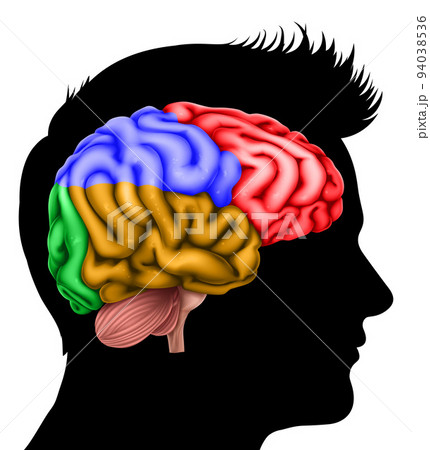 Man Head in Silhouette Profile with Brain Concept Man Head in Silhouette Profile with Brain Concept 94038536