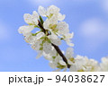 すももの花 94038627
