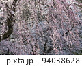 満開の桜 94038628