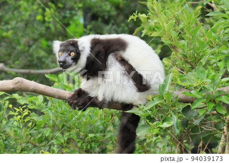 クロシロエリマキキツネザル　マダガスカル　固有種 94039173