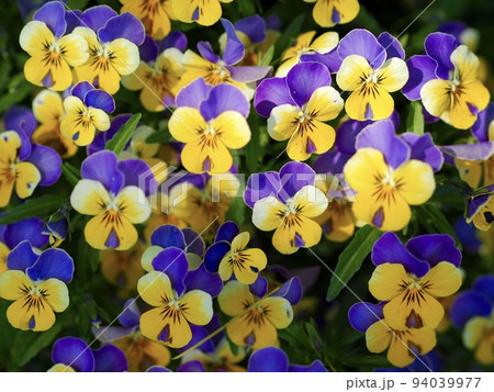 花 花 94039977