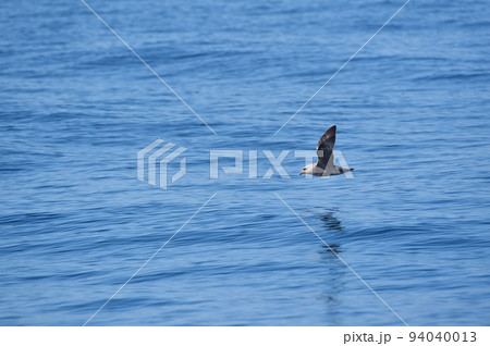 知床の海面近くを飛ぶフルマカモメ(北海道・羅臼沖) 知床の海面近くを飛ぶフルマカモメ(北海道・羅臼沖) 94040013