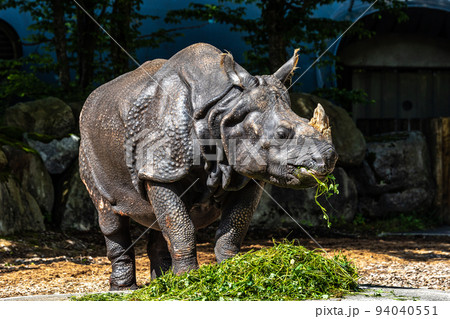 The Indian Rhinoceros, Rhinoceros unicornis aka Greater One-horned Rhinoceros 94040551