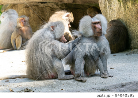 The hamadryas baboon, Papio hamadryas is a species of baboon 94040595