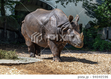 The Indian Rhinoceros, Rhinoceros unicornis aka Greater One-horned Rhinoceros 94040596