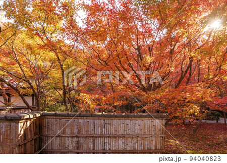 京都圓光寺 日本庭園 京都の紅葉名所 もみじと竹垣 京都観光スポット 京都圓光寺 日本庭園 京都の紅葉名所 もみじと竹垣 京都観光スポット 94040823