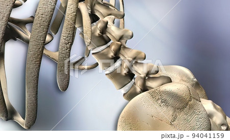 3D Medical 3D illustration of transparent human Lumbar Spine Anatomy 3D Medical 3D illustration of transparent human Lumbar Spine Anatomy 94041159