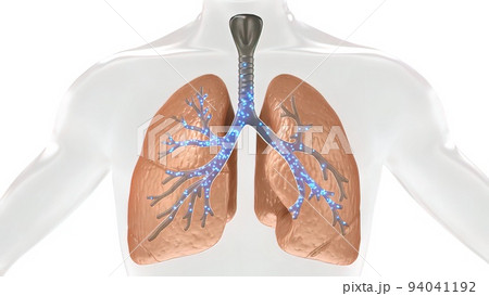 Oxygen and Carbon Dioxide Exchange in the Human Lung 94041192