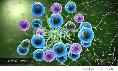 lymph nodes located in many parts of the body lymph nodes located in many parts of the body 94041281