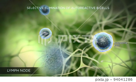 lymph nodes located in many parts of the body 94041286