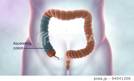 The large intestine includes the colon, rectum and anus. 94041306