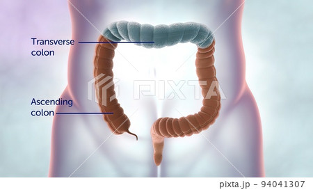 The large intestine includes the colon, rectum and anus. The large intestine includes the colon, rectum and anus. 94041307