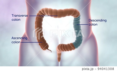 The large intestine includes the colon, rectum and anus. 94041308