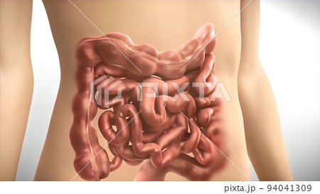 The large intestine includes the colon, rectum and anus. 94041309