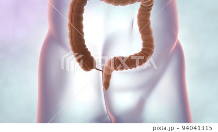 The large intestine includes the colon, rectum and anus. 94041315