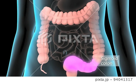 The large intestine includes the colon, rectum and anus. 94041317