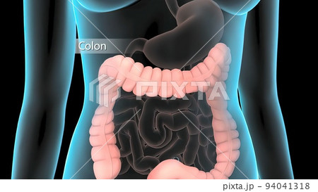 The large intestine includes the colon, rectum and anus. 94041318