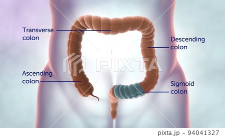 Human digestive system. Parts of the large intestine 94041327