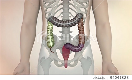 Human digestive system. Parts of the large intestine 94041328