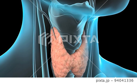 It's a hollow tube that connects your throat to the rest of your respiratory system. Larynx It's a hollow tube that connects your throat to the rest of your respiratory system. Larynx 94041336