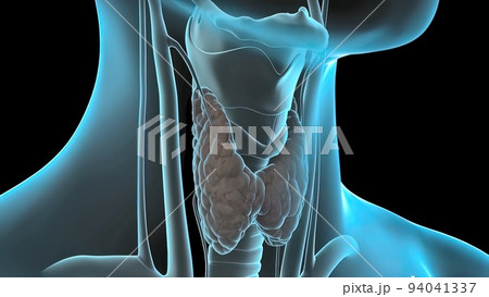 It's a hollow tube that connects your throat to the rest of your respiratory system. Larynx It's a hollow tube that connects your throat to the rest of your respiratory system. Larynx 94041337
