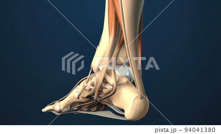 Torn Ligament or Tendon in the Foot 94041380