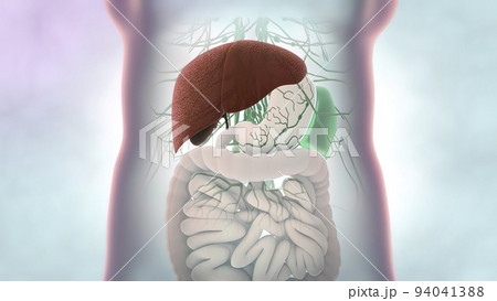 Human liver anatomy and definition of liver parts 94041388