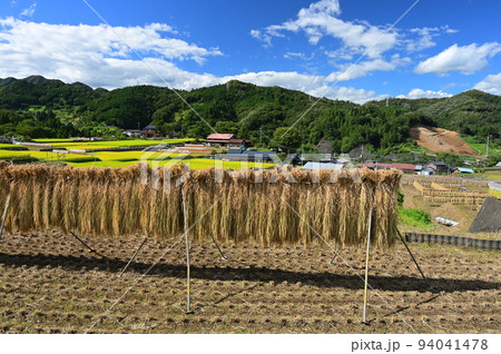 はぜ掛けのある棚田風景 富岡の棚田 収穫の季節 はぜ掛けのある棚田風景 富岡の棚田 収穫の季節 94041478