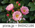 ピンクのバラの花 94042186