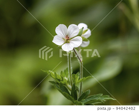 白い花のゲンノショウコ 94042402