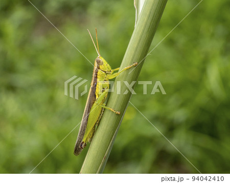 ススキの茎にいるハネナガイナゴ ススキの茎にいるハネナガイナゴ 94042410