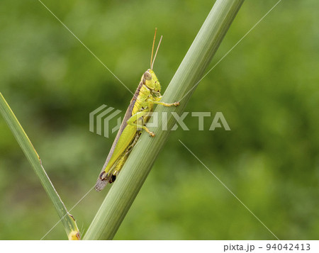 ススキの茎にいるハネナガイナゴ 94042413