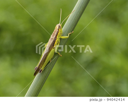 ススキの茎にいるハネナガイナゴ 94042414
