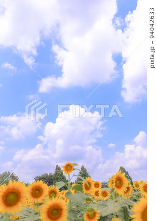 大空の下に咲く元気なひまわり 94042633