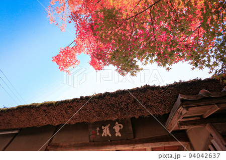 覆いかぶさるように紅葉する木々 94042637