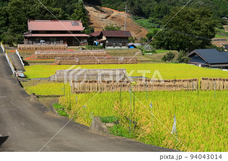 収穫頃の棚田風景 富岡の棚田 初秋の原風景 収穫頃の棚田風景 富岡の棚田 初秋の原風景 94043014