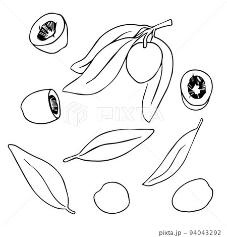 Fruits Outline Pattern Sketch Healthy Non Veg Tasty Royalty Free SVG  Cliparts Vectors And Stock Illustration Image 156948795