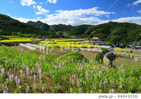 初秋の原風景 富岡の棚田 長閑な景色 初秋の原風景 富岡の棚田 長閑な景色 94043550