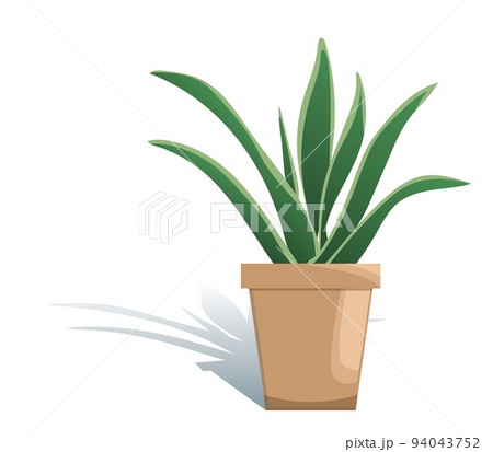 Potted houseplant sansevieria vector illustration. Succulent in flat modern style. Isolated on white background 94043752