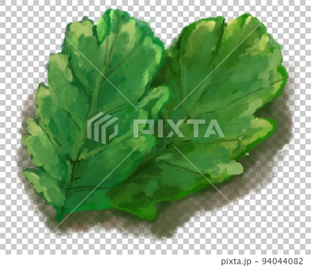 Green salad vegetable breakfast side watercolor painting illustration Green salad vegetable breakfast side watercolor painting illustration 94044082