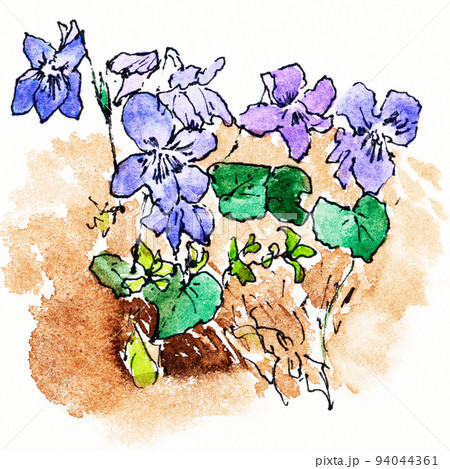 Violet flower watercolor painting - Stock Illustration [94044361] - PIXTA