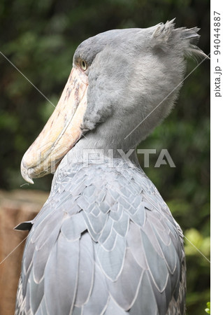 ハシビロコウ 94044887