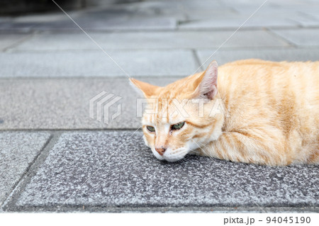 Stray Cat Sleeping Stray Cat Sleeping 94045190