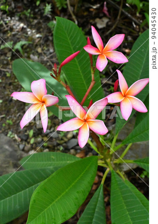 庭先に咲いたプルメリアの花 庭先に咲いたプルメリアの花 94045430