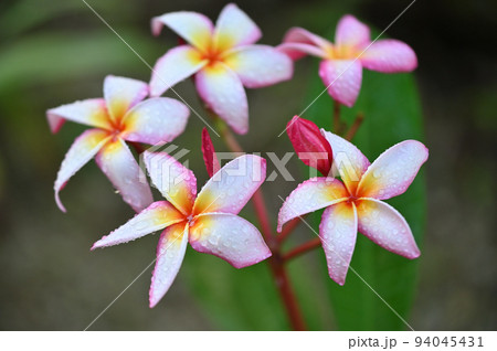 庭先に咲いたプルメリアの花 庭先に咲いたプルメリアの花 94045431