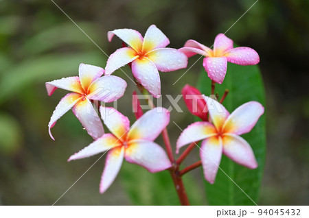 庭先に咲いたプルメリアの花 庭先に咲いたプルメリアの花 94045432