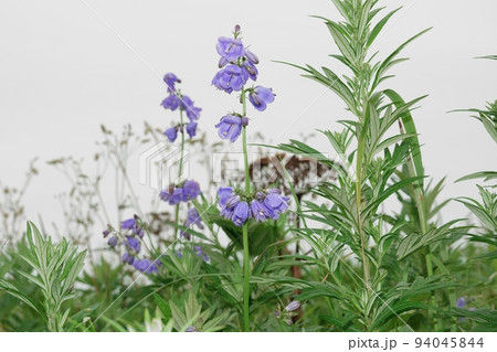 霧多布岬のツリガネニンジン 94045844