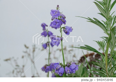 霧多布岬のツリガネニンジン 霧多布岬のツリガネニンジン 94045846