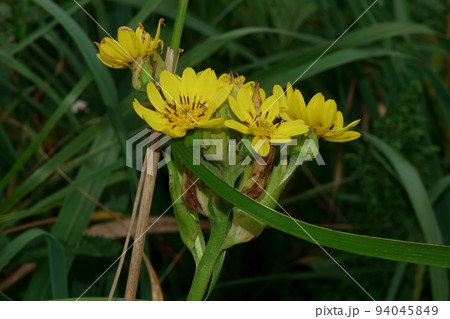 霧多布岬のキバナカワラマツバ 霧多布岬のキバナカワラマツバ 94045849